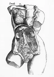 Anatomische Studie des weiblichen menschlichen Körpers