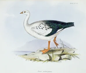 Anser Melanopterus, aus Die Zoologie der Reise der H.M.S. Beagle 1832-36, von Charles Darwin, 1840