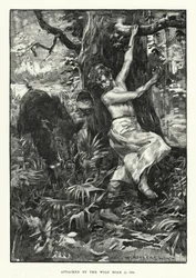 Vom Wildschwein angegriffen (Gravur)