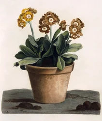 Aurikel in einem Topf, ca. 1840er Jahre