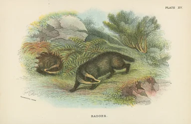 Dachs