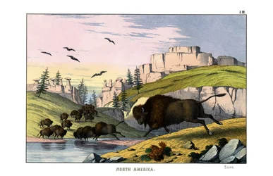 Bison
