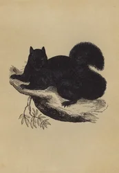 Schwarzes Eichhörnchen