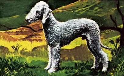Blauer Bedlington
