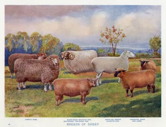 Schafrassen