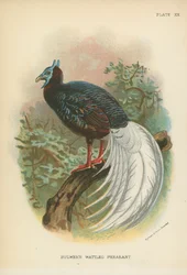 Bulwers Wappenfasan