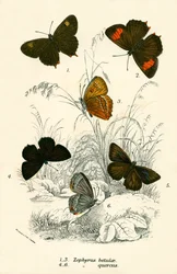 Schmetterlinge