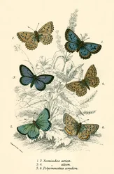 Schmetterlinge