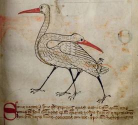 CCA-LitMs/D/10 fol. 15r Storch, aus Bestiarium