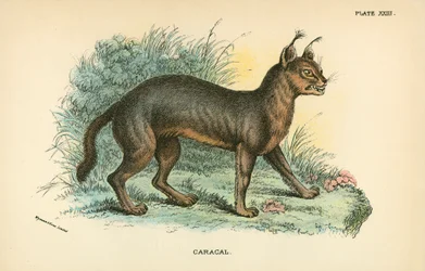 Karakal