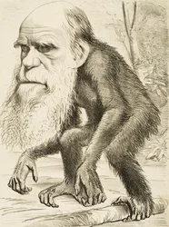 Karikatur von Charles Darwin