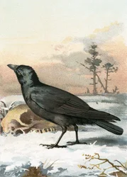 Aaskrähe