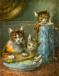 Katzen, nicht anfassen
