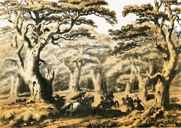 Zedern des Libanon