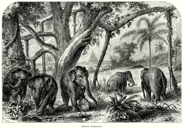 Ceylon-Elefanten