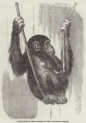 Schimpanse in den Gärten der Zoologischen Gesellschaft (Gravur)