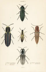 Schnellkäfer: Leuchtkäfer, Pyrophorus noctilucus 1, Chalcolepidius porcatus 2, gestreifter Schnellkäfer, Agriotes lineatus 3, Elater suturalis 4, und Semiotus distinctus 5