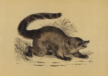Nasenbär