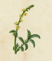 Gemeine Odermennig, Agrimonia Eupatoria