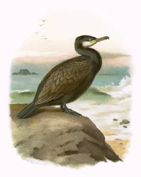 Kormoran