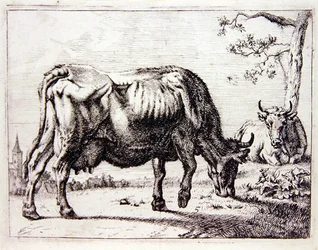 Kühe auf der Weide