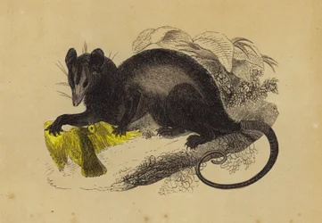 Krabbenfressender Opossum