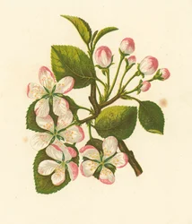 Holzapfel, Pyrus Malus