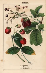 Cranberry, Himbeere und Erdbeerfrüchte, aus 