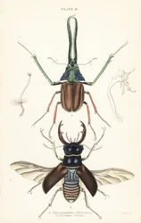 Darwins Käfer, Grants Hirschkäfer oder der chilenische Hirschkäfer, Chiasognathus grantii 1, und europäischer Hirschkäfer, Lucanus cervus 2