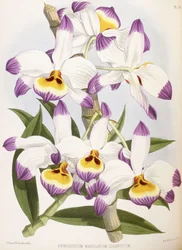 Dendrobium Wardianum Giganteum, 1824-1890