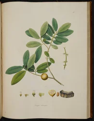 Diospyros melanoxylon, aus 