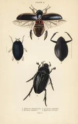Tauchkäfer, Dytiscus dimidiatus 1, Gemeiner Taumelkäfer, Gyrinus natator 2, Cyclous vittatus 3, und Großer Silberwasser-Käfer, Hydrophilus piceus 4