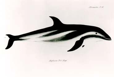 Delfin, Illustration aus 