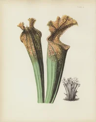 Drummonds Sattelflower, Sarracenia Drummondii
