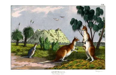 Östliches Graues Känguru