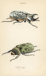 Östlicher Herkuleskäfer, Dynastes tityus, männlich und weiblich