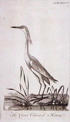 Reiher, aus 