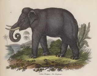 Elefant