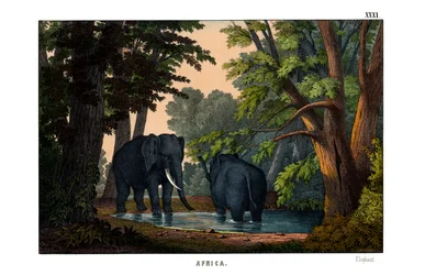 Elefant