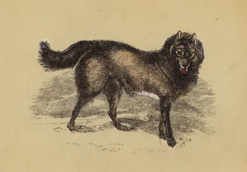 Eskimo-Hund