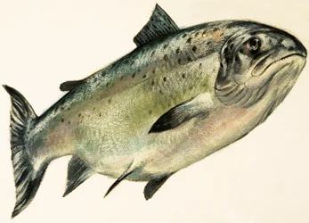 Weiblicher Lachs