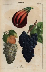 Feigen und Trauben, aus "The Instructive Picturebook, or Lessons from the Vegetable World," [Charlotte Mary Yonge], Edinburgh