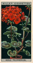 Blumenkultur in Töpfen: Zonal-Pelargonie oder Geranie