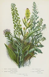 Blühende Pflanzen Großbritanniens: Breitblättriger Pfefferklee, Schmalblättriger Pfefferklee, Feld-Pfefferklee, Behaarter Pfefferklee, Bittere Schotenkresse