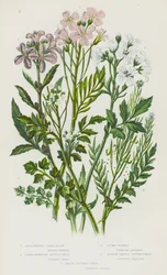 Blühende Pflanzen Großbritanniens: Knolliges Korallenwurz, Großblütiges Bitterkraut, Wiesenschaumkraut, Schmalblättriges Bitterkraut, Behaartes Bitterkraut