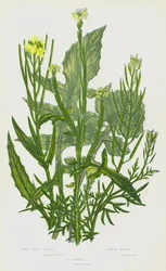 Blühende Pflanzen Großbritanniens: Gemeiner Hederich, Londoner Rauke, Falsche Hederich