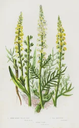 Blühende Pflanzen Großbritanniens: Färber-Rakete, Wilde Reseda, Strauchige Reseda