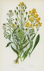 Blühende Pflanzen Großbritanniens: Leindotter, Steinkraut, Färberwaid