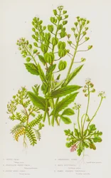 Blühende Pflanzen Großbritanniens: Pfennigkraut, Durchwachsenes Pfennigkraut, Alpen-Pfennigkraut, Hirtentäschel, Felsen-Hutchinsia, Nackter Stängel-Teesdalia