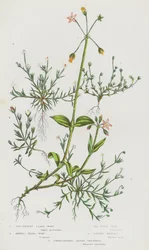 Blühende Pflanzen Großbritanniens: Niederliegendes Perlgras, Einjähriges Perlgras, See-Perlgras, Aufrechte Maenchia, Doldenblütiges Zackensternkraut